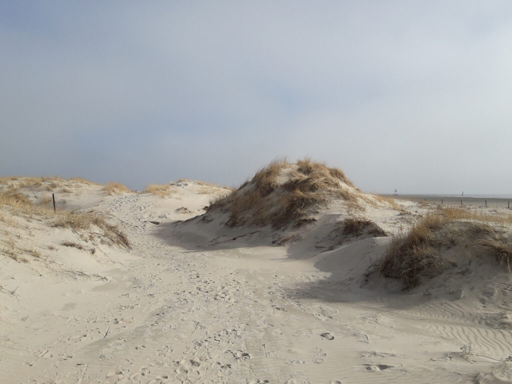 Die letzte Düne vor der Seehundbank.