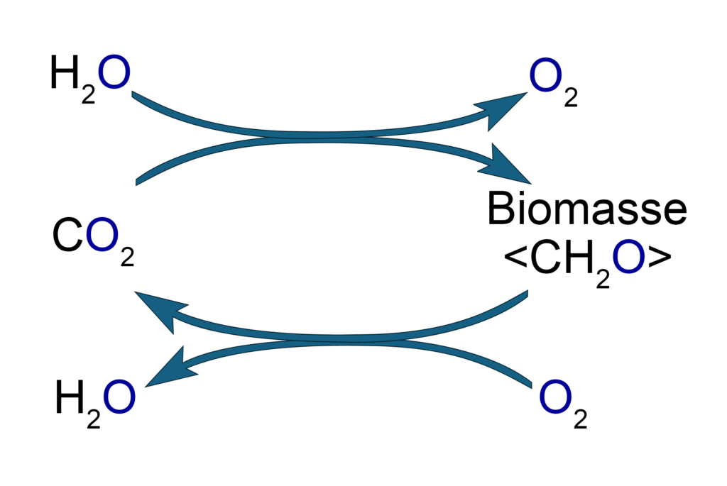 C-Kreislauf oxigen